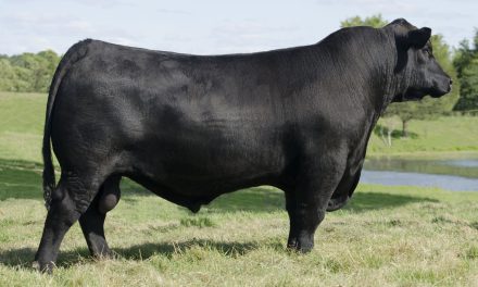 Angus Semen For Sale:  SB10-3096