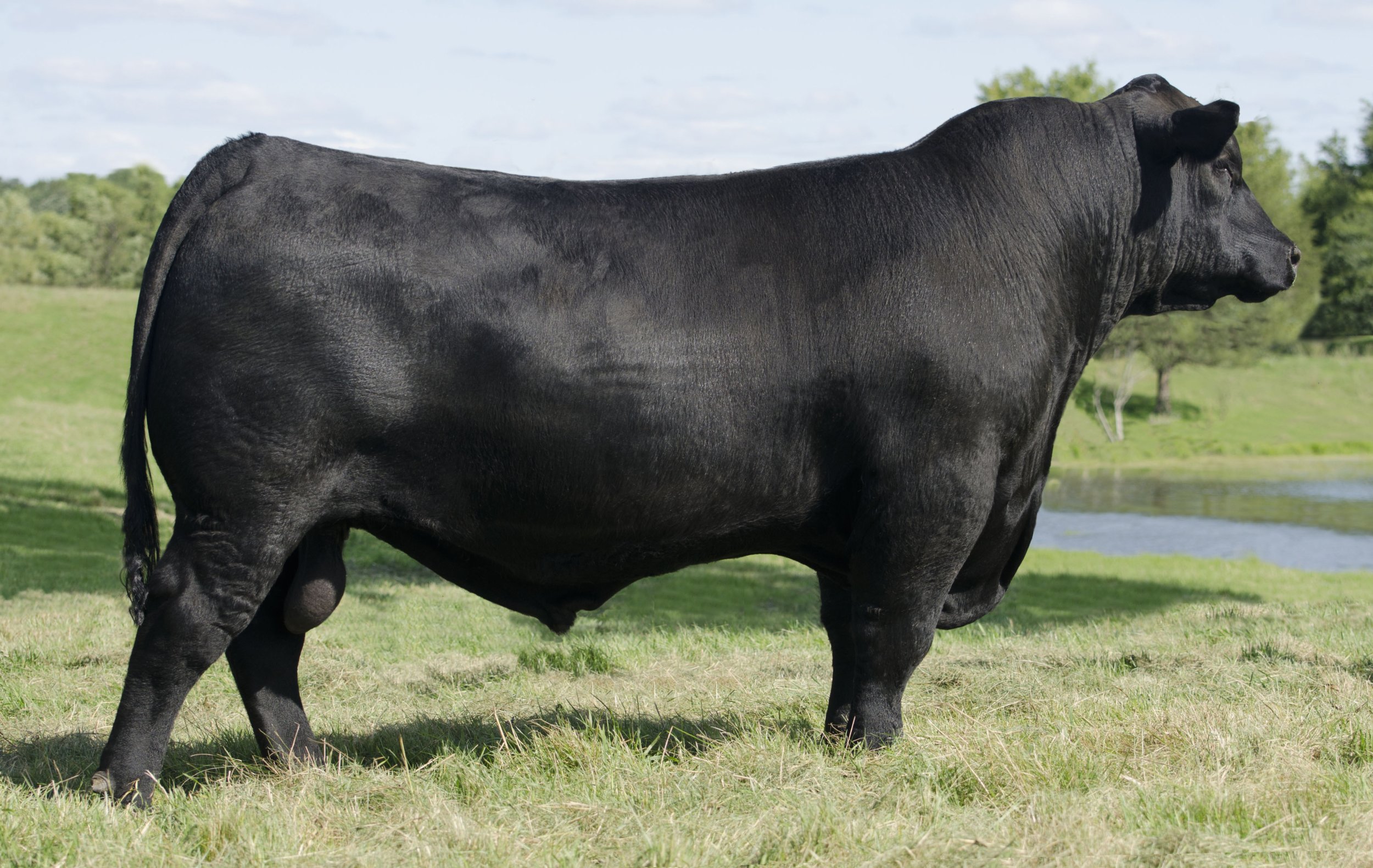 SCHIEFELBEIN-SHOWMAN-338