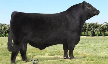 Angus Embryos For Sale:  SB10-3184