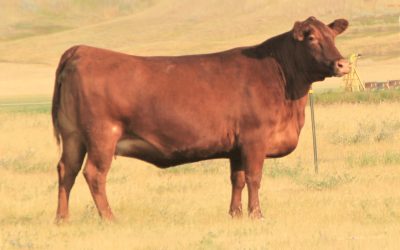 Red Angus Embryos For Sale:  SB10-3116
