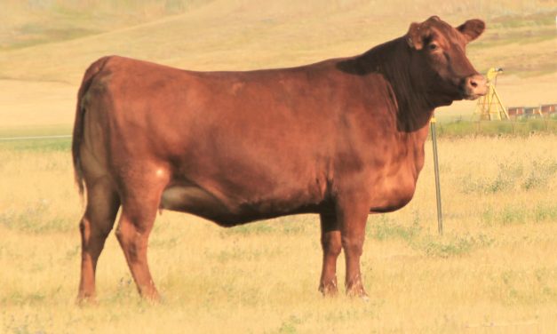 Red Angus Embryos For Sale:  SB10-3116