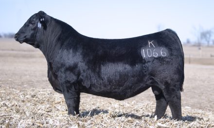 Angus Semen For Sale:  SB10-3100