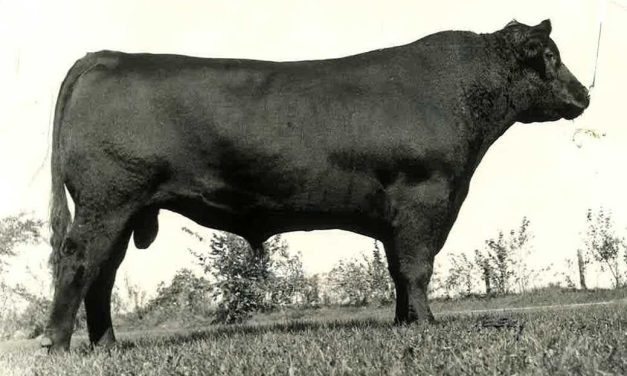 Angus Semen Wanted:  SB10-3110