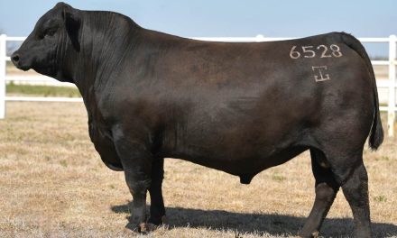 Angus Embryos For Sale:  SB10-3064