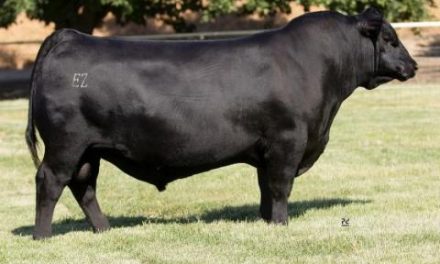 Angus Embryos For Sale:  SB10-3098