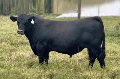 Angus Embryos For Sale:  SB10-3115