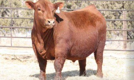 Red Angus Semen For Sale:  SB10-4284