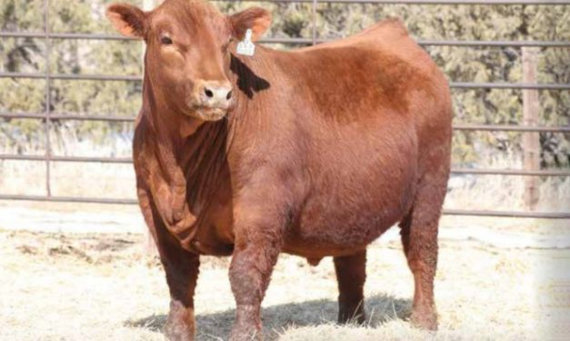 Red Angus Semen For Sale:  SB10-4284