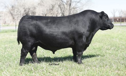 Angus Semen For Sale:  SB10-3075