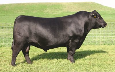 Angus Semen For Sale:  SB10-4778