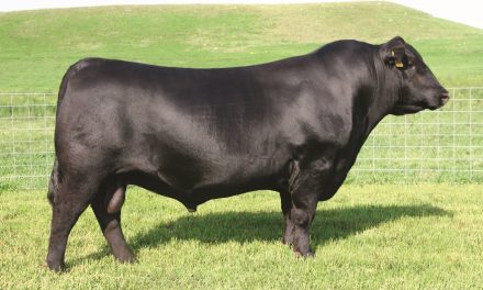 Angus Semen For Sale:  SB10-3061