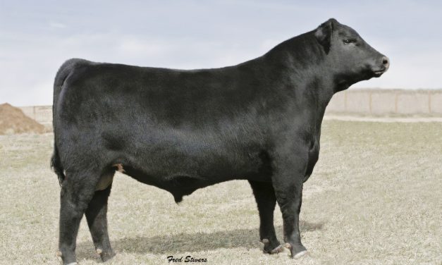 Angus Semen Wanted:  SB10-3063