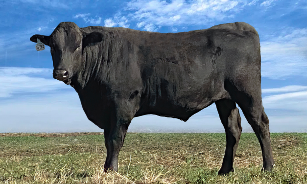 Wagyu Semen For Sale:  SB10-3080