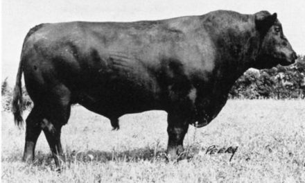 Angus Semen For Sale:  SB10-3151