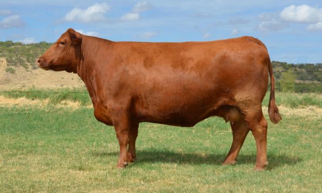 Red Angus Embryos For Sale:  SB10-3140