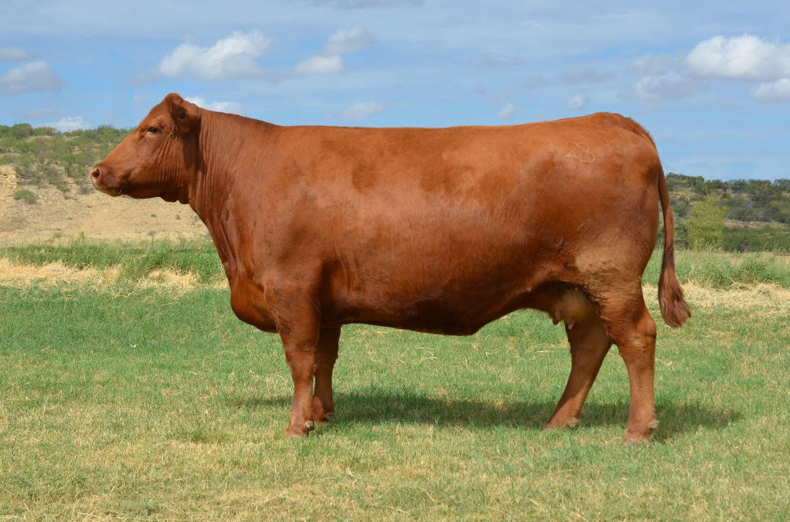 C-Bar & Brown Abigrace T714