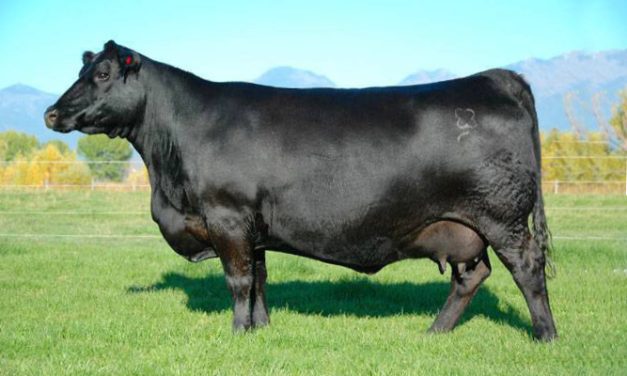 Angus Embryos For Sale:  SB10-3163