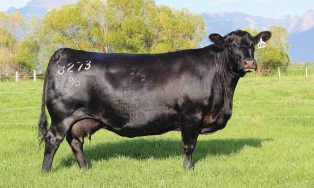 Angus Embryos For Sale:  SB10-3162