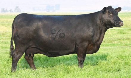 Angus Embryos For Sale:  SB10-3156