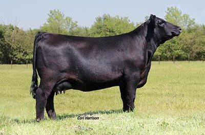 Angus Embryos For Sale:  SB10-3171