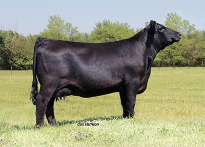 Angus Embryos For Sale:  SB10-3171