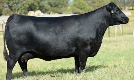 Angus Embryos For Sale:  SB1-3172