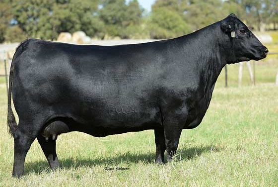 Angus Embryos For Sale:  SB1-3172