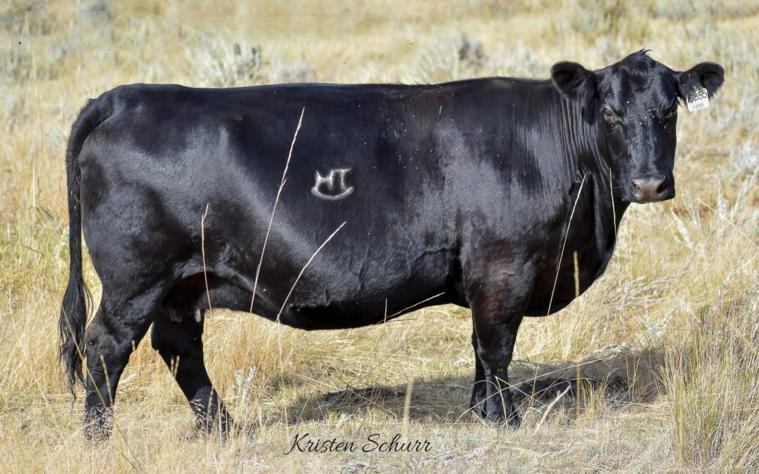 Angus Embryos For Sale:  SB10-3133