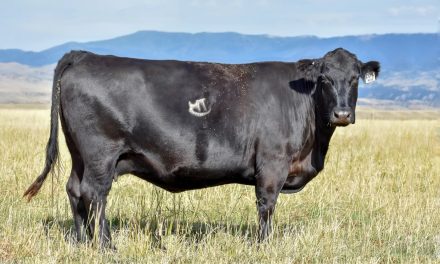 Angus Embryos For Sale:  SB10-3132
