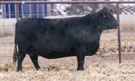 Angus Embryos For Sale:  SB10-3137