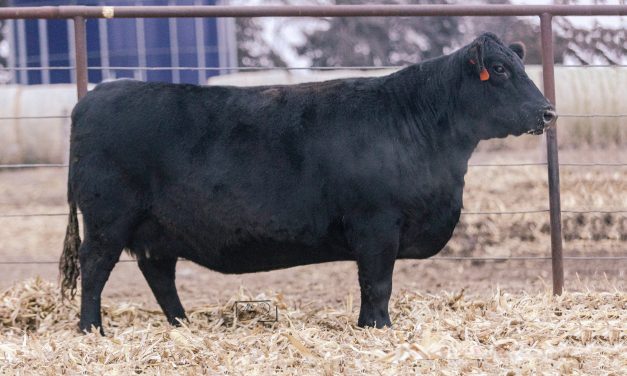 Angus Embryos For Sale:  SB10-3137