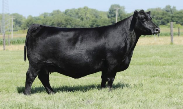 Angus Embryos For Sale:  SB10-3126
