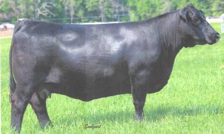 Angus Embryos For Sale:  SB10-3170