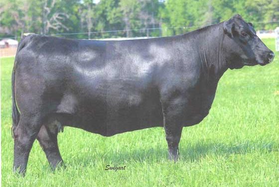 Angus Embryos For Sale:  SB10-3866