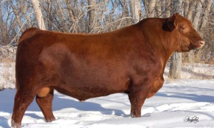 Red Angus Semen For Sale:  SB10-3128