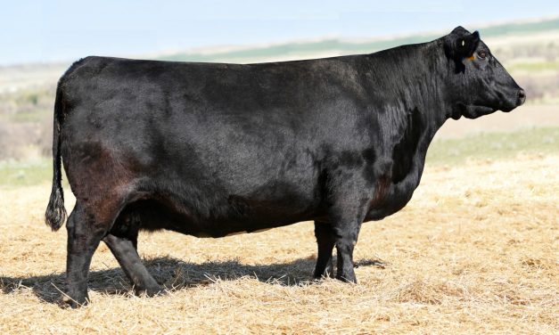 Angus Embryos For Sale:  SB10-3123