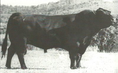 Angus Semen For Sale:  SB10-4784