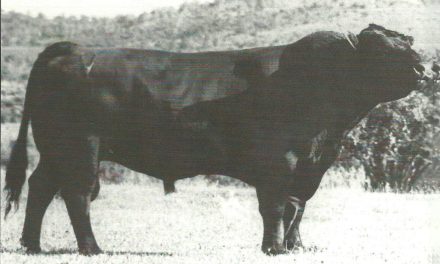 Angus Semen For Sale:  SB10-4784