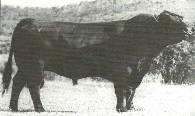 Angus Semen Wanted:  SB10-3319