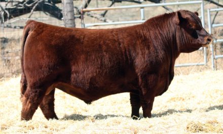 Red Angus Semen For Sale:  SB10-3157