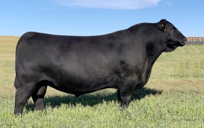 Angus Semen For Sale:  SB10-3997