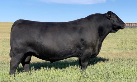 Angus Semen For Sale:  SB10-4298