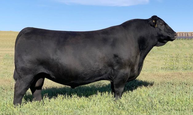 Angus Semen For Sale:  SB10-4228