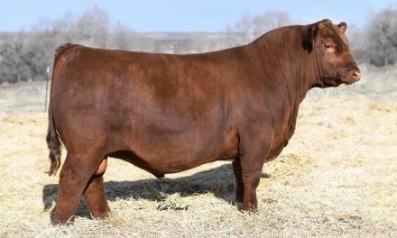 Red Angus Semen Wanted:  SB10-3395