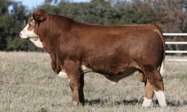 Fleckvieh Semen For Sale:  SB10-3143