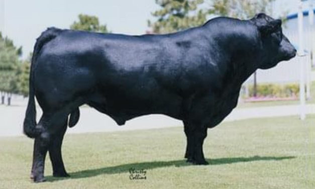 Limousin Semen For Sale:  SB10-3145