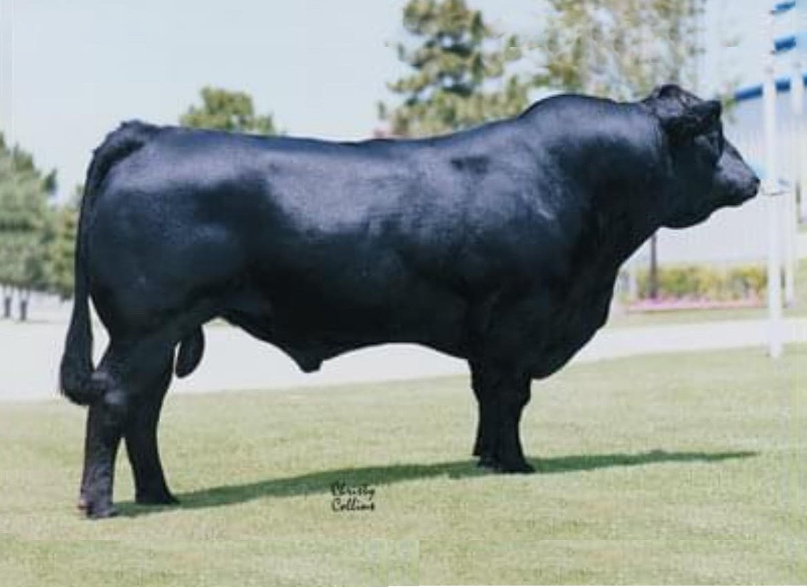 limousin bull 33