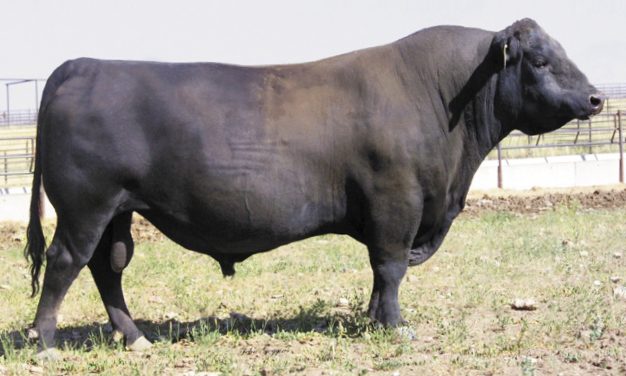 Angus Semen For Sale:  SB10-4030