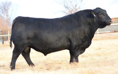 Angus Semen For Sale: SB10-4229