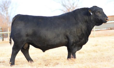 Angus Semen For Sale:  SB10-3803